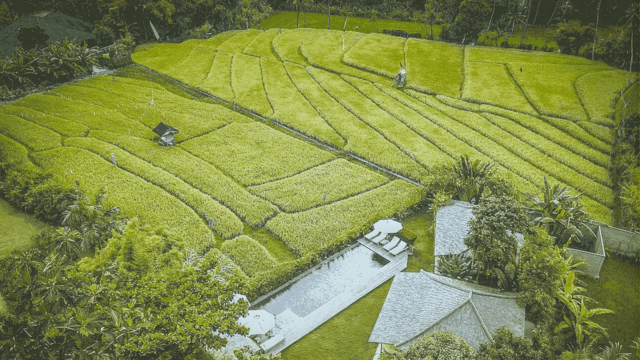 Umalas Bali rice fields and villas